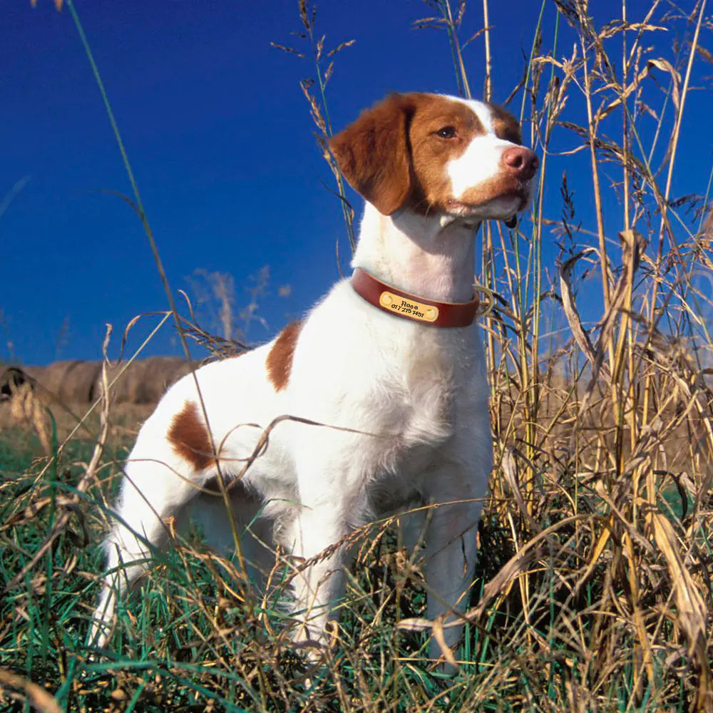 Custom Leather Dog Collars with Engraved ID Tags